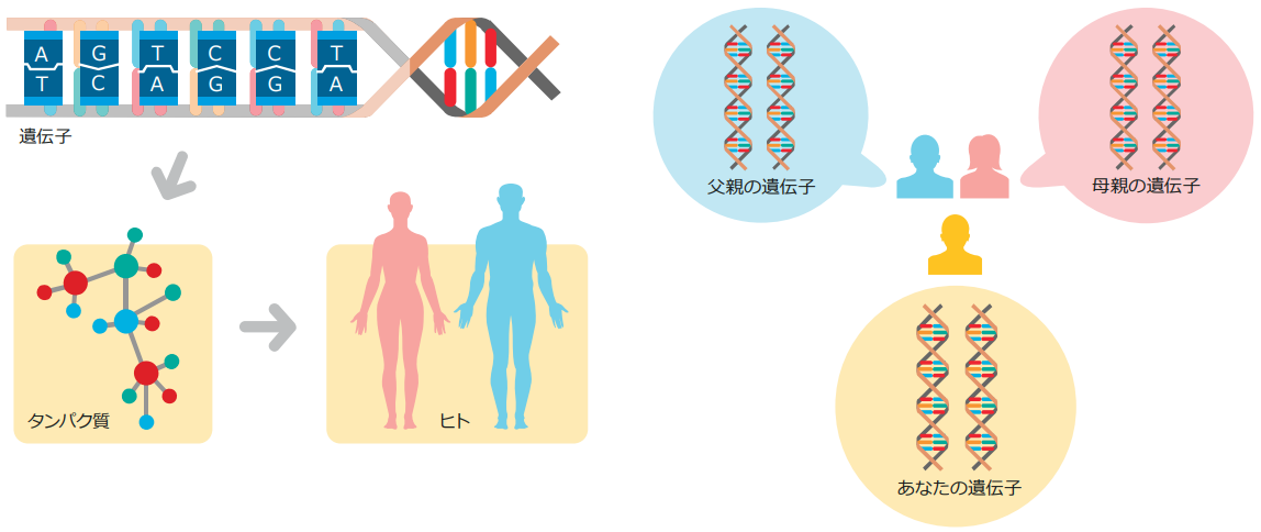 遺伝子情報を担う塩基配列