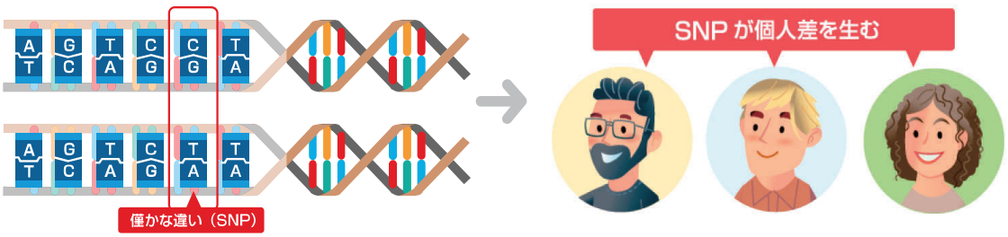遺伝子情報を担う塩基配列の違い「スニップ（SNP：一塩基多型）」