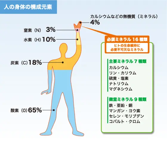 ミネラル検査・体内構成元素 体内構成元素
